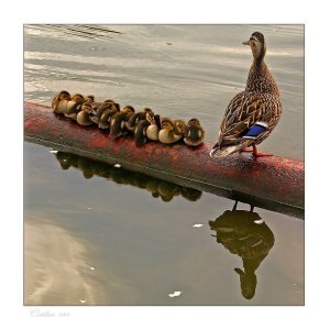 Large family of duck and ducklings